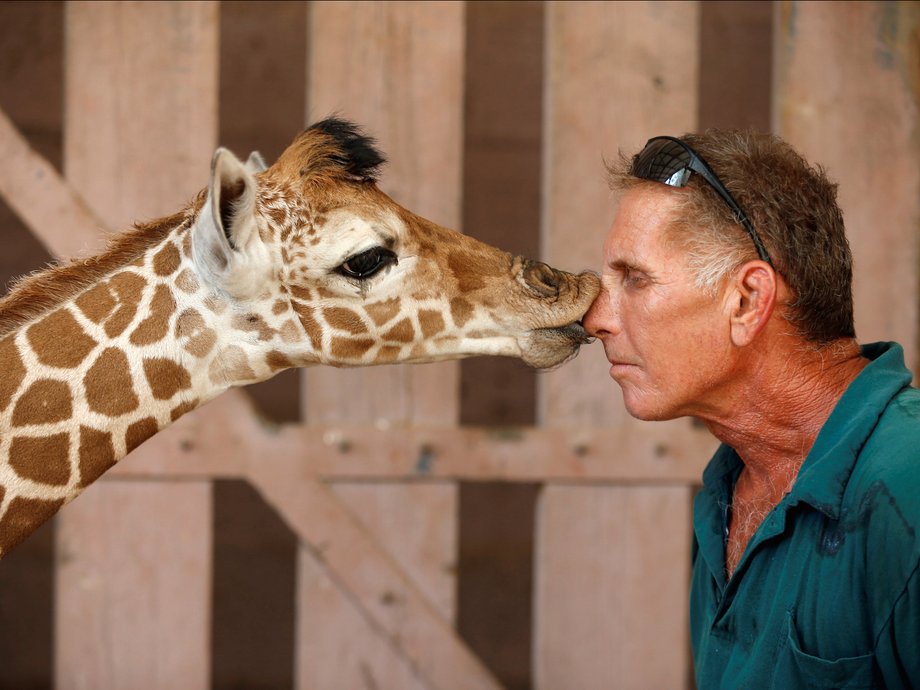 Safari keeper Guy Pear gets a kiss from a five-day-old reticulated giraffe, at an enclosure at the Safari Zoo in Ramat Gan, near Tel Aviv, Israel.