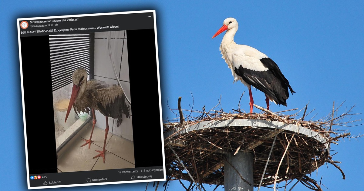 Zamiast do Afryki, Lolek trafił pod prysznic. Teraz ważą się jego losy