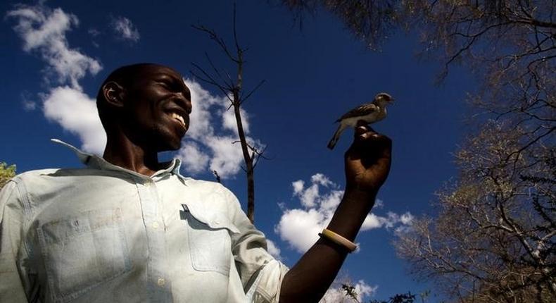 Yao honey-hunter Orlando Yassene holds a wild greater honeyguide female, temporarily captured for research, in the Niassa National Reserve, Mozambique, in this handout picture released July 21, 2016. 