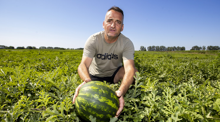 Meggyes Milán szerint az időjárás kifejezetten kedvezett a dinnyetermesztőknek / Fotó: Czerkl Gábor