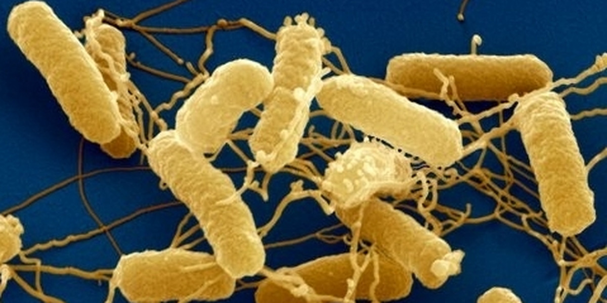 Bakterie salmonelli