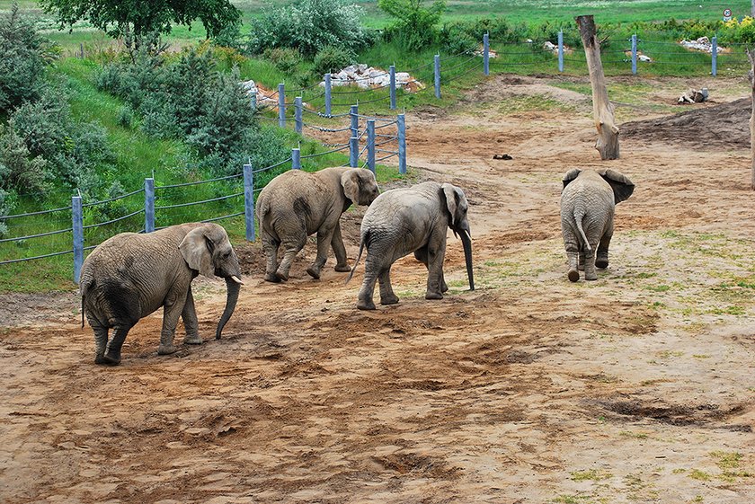 Słoń Yzik opuści poznańskie ZOO. Trafi do Włoch