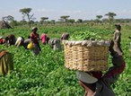 FG launches agric empowerment project targeted at 360 IDPs in Plateau