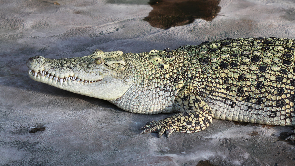 Paga to małe miasteczko w północnej Ghanie. Znane jest ze swoich świętych stawów krokodyli. 25-letnia Kristina Smith z Ottawy w Kanadzie udała się do tego miejsca i postanowiła zrobić zdjęcia z ogromnym zwierzęciem.