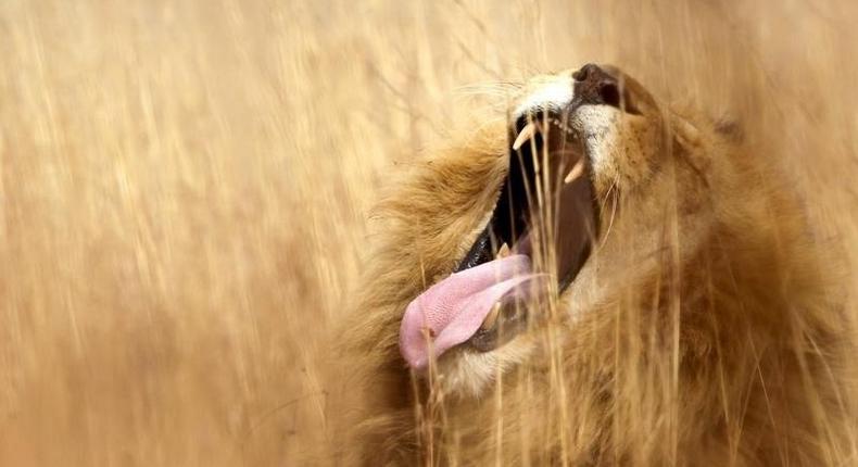 A lion yawns at a nature reserve on the outskirsts of Pretoria June 29, 2010. REUTERS/Enrique Marcarian