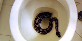 How to Snake a Toilet: 5 Easy Steps, 2024