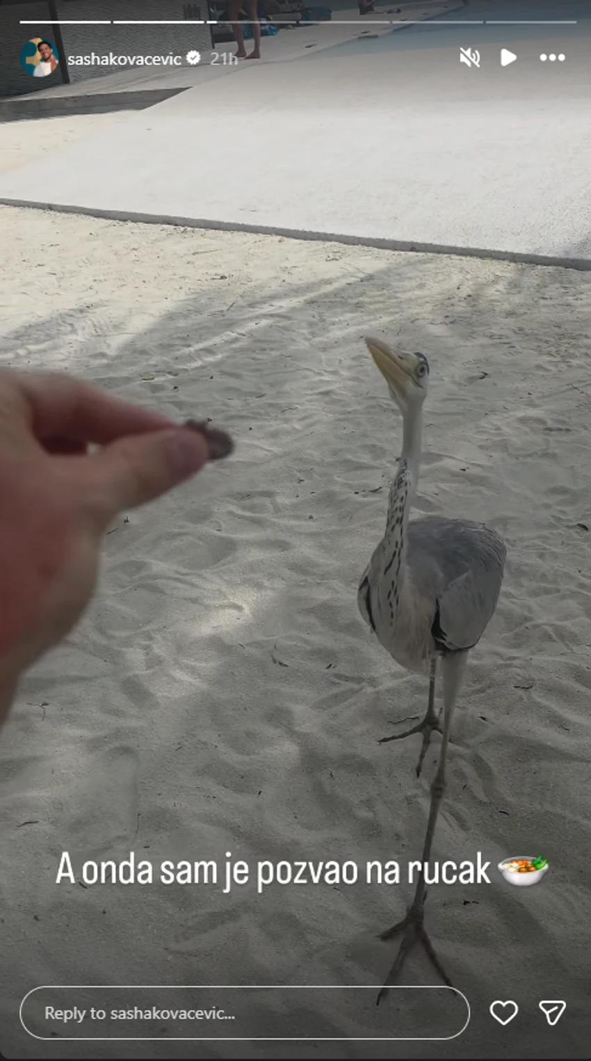 Avantura Saše Kovačevića i sive čaplje