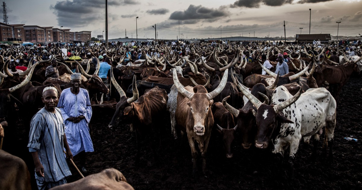 Nigeria targets $3bn livestock investment boom as private sector moves to unlock Africa’s largest market