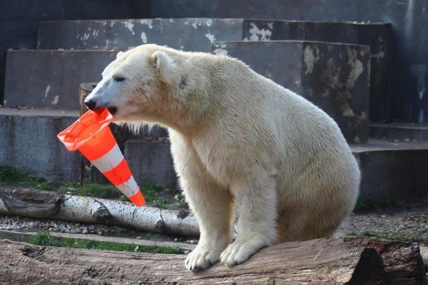 Przynieś zabawki dla zwierzaków z warszawskiego ZOO