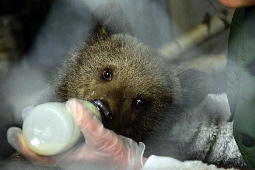 Niedźwiedzica z Bieszczad przepija ZOO! Potrzebne wsparcie