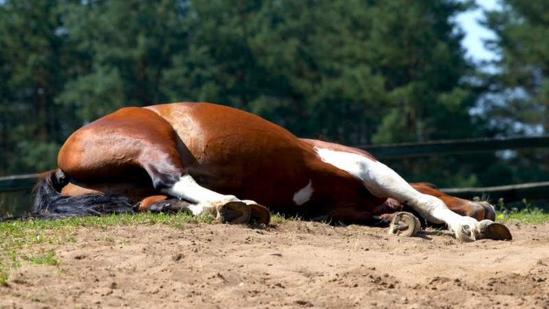A ló jobb válla tört el hatalmas bukás után, elaltatták  /Illusztráció:Northfoto