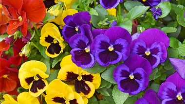 posadź je w marcu, a sąsiedzi będą patrzeć z zazdrością. twój balon wybuchnie kolorem, gdy inni dopiero ruszą do sklepu