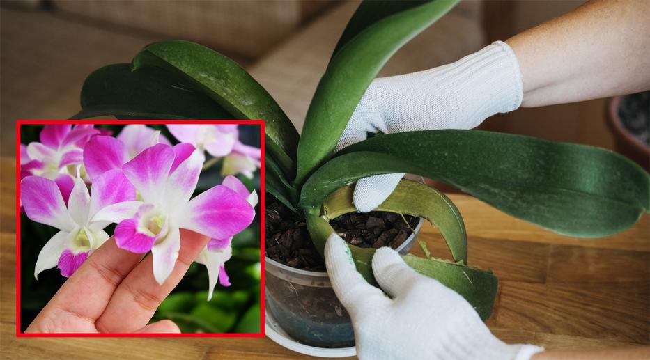 Így fog virágozni az orchidea! Fotó: Getty Images
