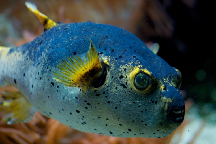 Fugu jest trującą rybą, która, pomimo swojej toksyczności, uchodzi za rarytas w Japonii. Dla koneserów smak i faktura mięsa fugu są wyśmienite, lecz wielu ludzi uważa, że jest ono zbyt łagodne, wręcz pozbawione smaku. Niektórzy zawodowi kucharze umieją przygotować rybę tak, że pozostaje w niej minimalna ilość trucizny, która wywołuje tylko uczucie kłucia i drętwienia języka i warg. Jeżeli jednak dochodzi do zatrucia, podczas paraliżu ofiara jest w pełni świadoma tego, co się dzieje. Najczęściej dochodzi do śmierci przez uduszenie. Co roku ryba fugu jest ostatnim posiłkiem dla około 300 ludzi. Są doniesienia o ofiarach, które, sparaliżowane lecz przytomne, zostały uznane za zmarłe i obudziły się kilka dni potem lub tuż przed kremacją. W niektórych regionach Japonii osoba zatruta fugu kładziona jest obok trumny na trzy dni, aby upewnić się o jej śmierci. Jeśli ciało nie ulega rozkładowi, nie jest jeszcze martwe.
