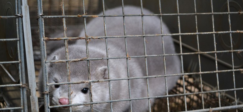 Pierwsze w Polsce norki zakażone koronawirusem? Są oficjalne WYNIKI BADAŃ