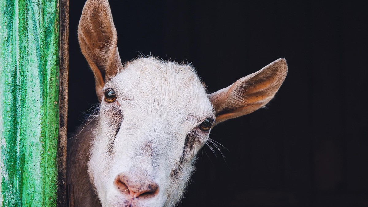 curious hornless goat