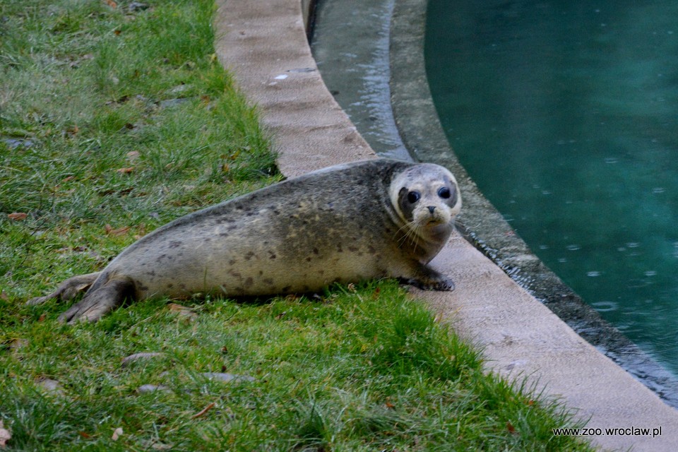 Trzy nowe foki zamieszkały we wrocławskim zoo