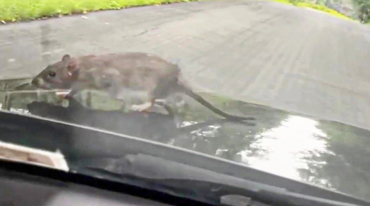 Meghökkent a sofőr, amikor megjelent a patkány a motorháztetőn / Fotó: Profimedia
