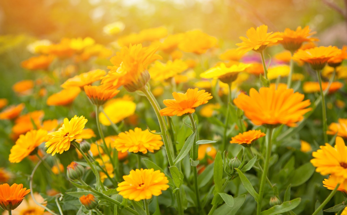 Nagietek (Calendula L.) jest to rodzaj roślin z rodziny astrowatych, do którego należy 12 gatunków