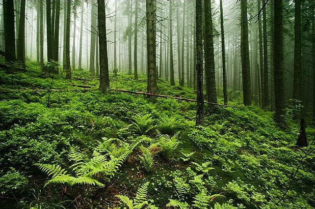 Galeria Polska - Tatry - okolice Doliny Pięciu Stawów, obrazek 2