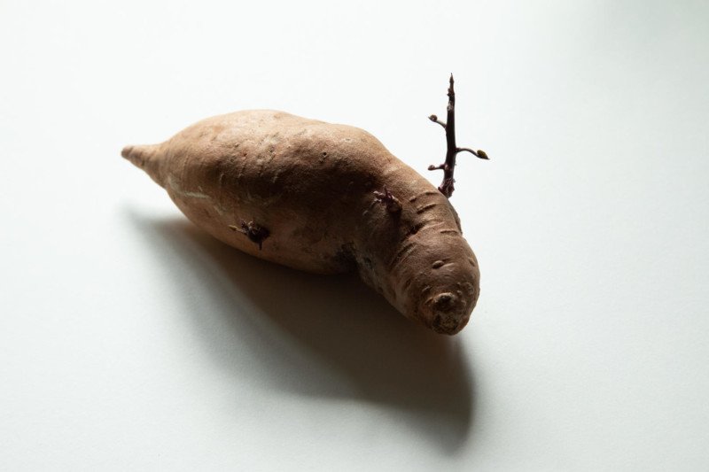 Potato Photographer of the Year