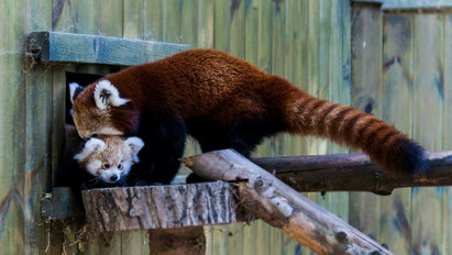 A bájos állatkák a látogatók nagy kedvencei a Nyíregyházi Állatparkban