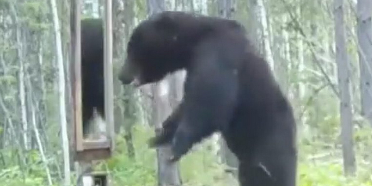 Niedźwiedź wpadł w szał na widok swojego odbicia w lustrze.