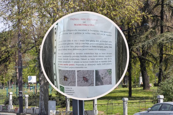 (FOTO) "OVO ŠTO LETI, TO SU MAMUTSKE OSE!" U parku u centru 