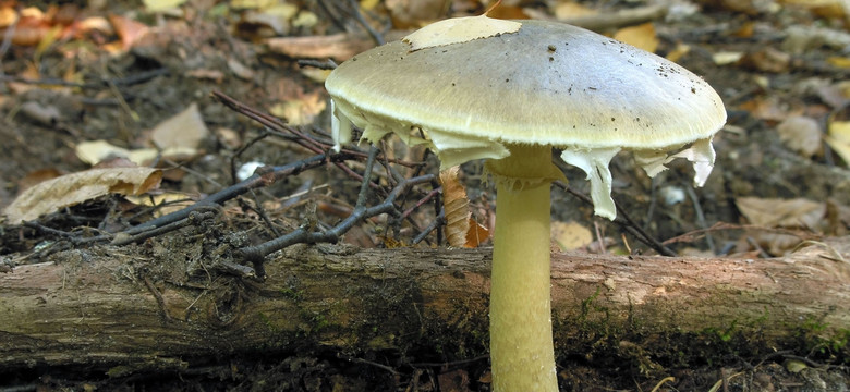 Zatrucie grzybami w ośrodku dla cudzoziemców. Jest decyzja prokuratury