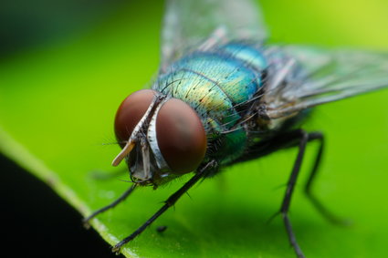 Co łączy muchę, karetkę i język angielski? Odpowiedź kryje się w naszych uszach
