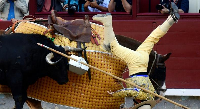 A picador falls from his horse during the San Isidro festival in Madrid