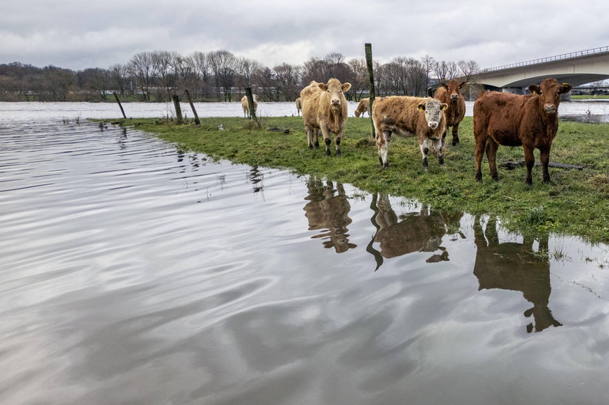 W niektórych częściach Europy najpoważniejszym zagrożeniem jest brak wody,  w innych - jej nadmiar. Na zdjęciu powódź w Nadrenii Północnej-Westfalii, styczeń b.r.