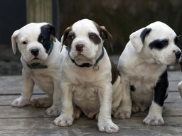 Co grozi za nieodpowiedzialne zajmowanie się zwierzętami