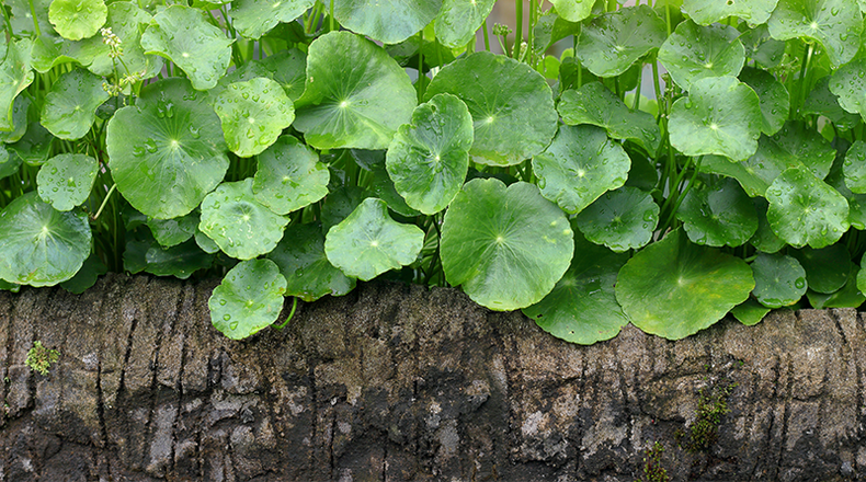 bitter-kola-plant