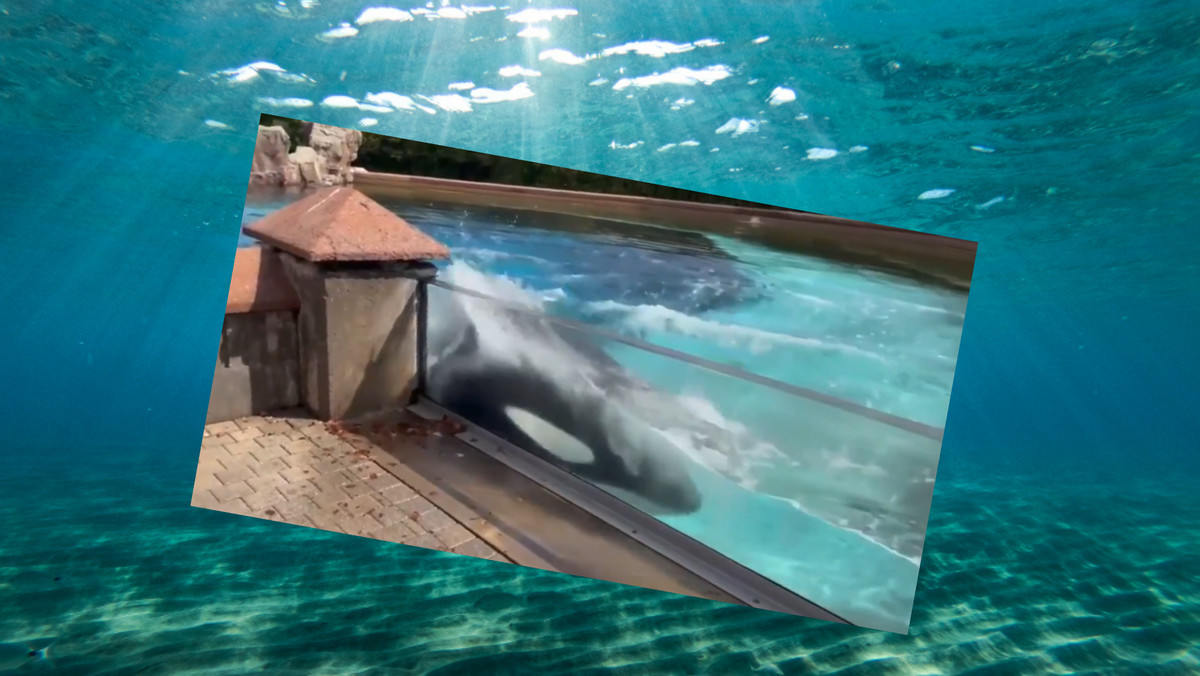 Kanada. Zrozpaczona orka uderza głową w ściany basenu w parku rozrywki