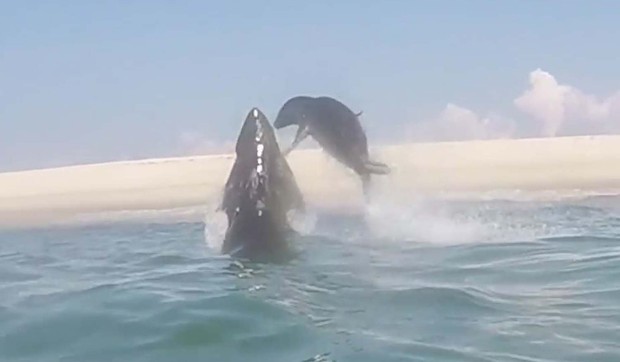 655365_foka-ajkula-foto-youtube-atlantic-white-shark-conservancy