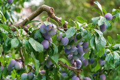Rozsyp to pod śliwami. W przyszłym sezonie będą uginać się od owoców