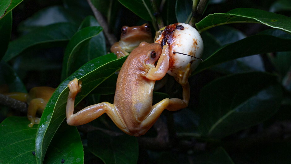 Xenohyla truncata podczas pożywiania się owocami