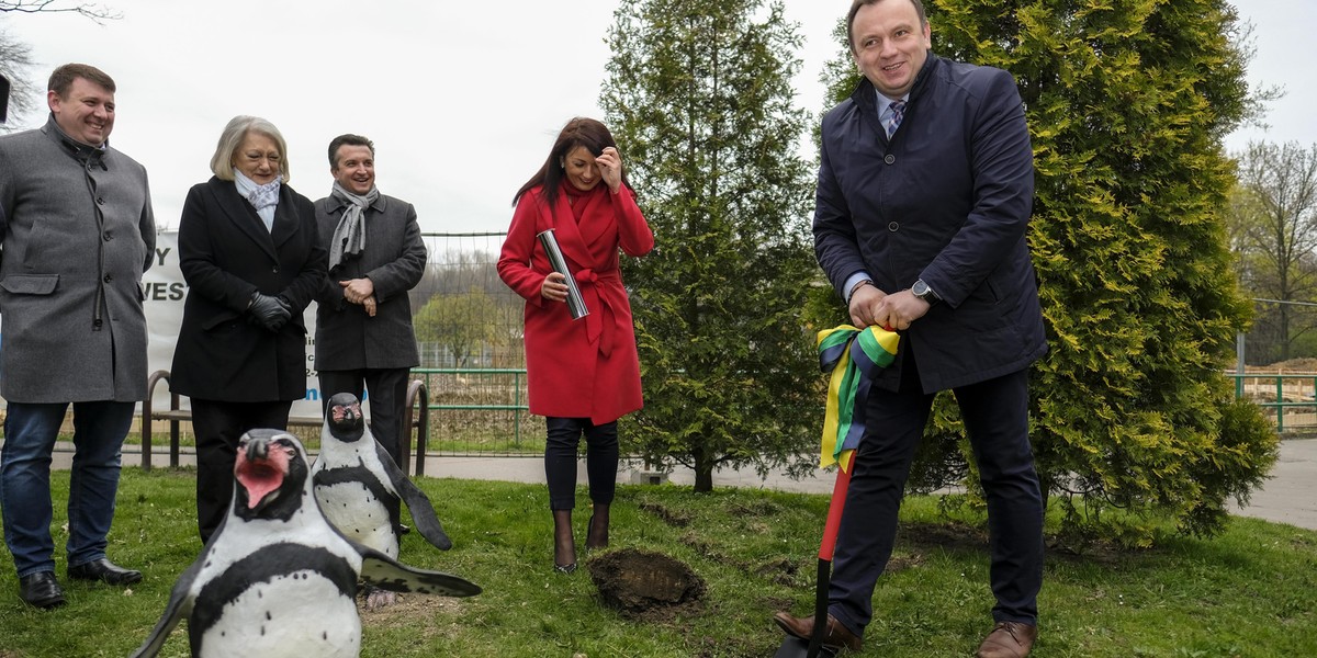 W chorzowskim zoo w listopadzie zamieszkają pingwiny!