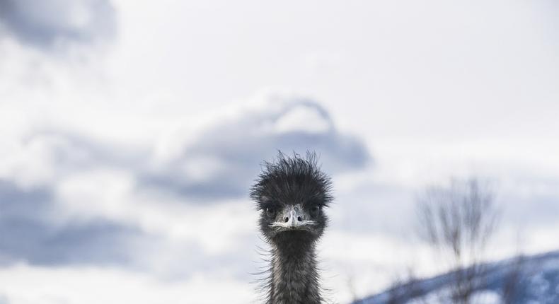 Elusive Emu Remains at Large in North Carolina After More Than Three Weeks