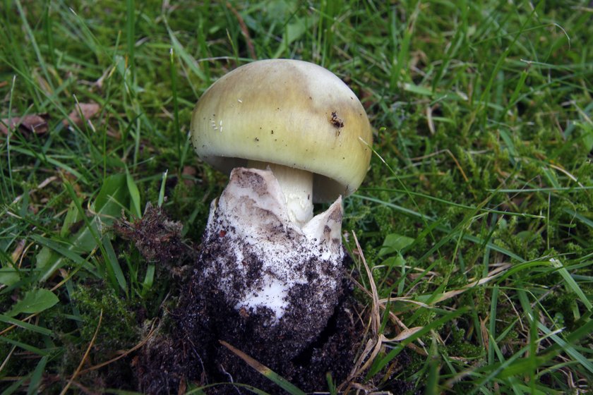 Nazwę Grzyba Którego Najłatwiej Pomylić Z Muchomorem Sromotnikowym Najbardziej trujący organizm żywy. Muchomor sromotnikowy