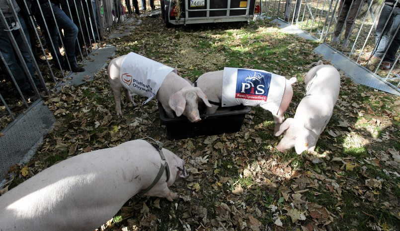 Świnie przed Sejmem