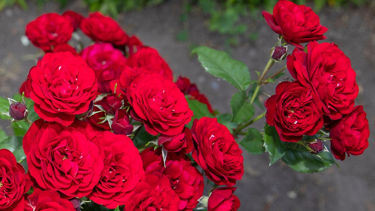 Trik da ruže cvetaju sve do jesenjih mrazeva: Potreban je samo jedan sastojak iz kuhinje