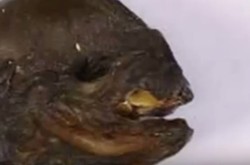 Niezwykłe odkrycie w Rosji. Zwierzę czy kosmita? Zobacz WIDEO