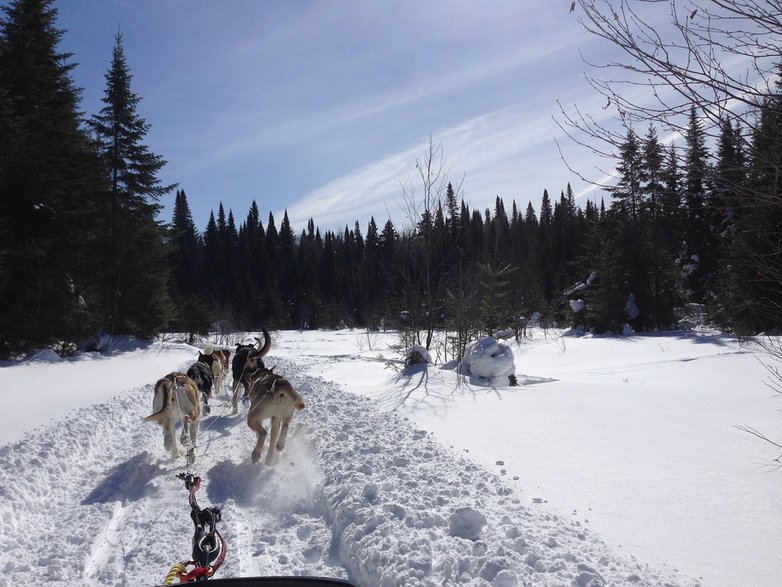 Alaskan malamute to typowy pies pociągowy - philhigham/pixabay.com 