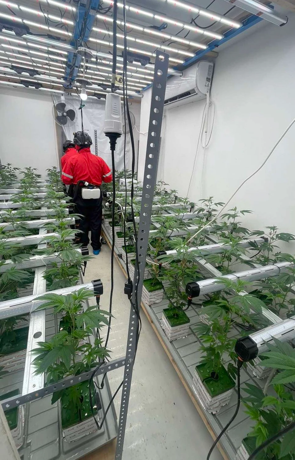 Otkrivena laboratorija marihuane 