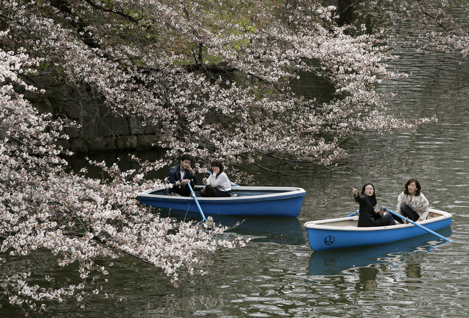 epa06622910 - JAPAN CHERRY BLOSSOMS BLOOM (Cherry blossoms bloom in Tokyo)