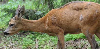 Policja zastrzeliła ranną sarnę, bo nikt nie chciał jej pomóc