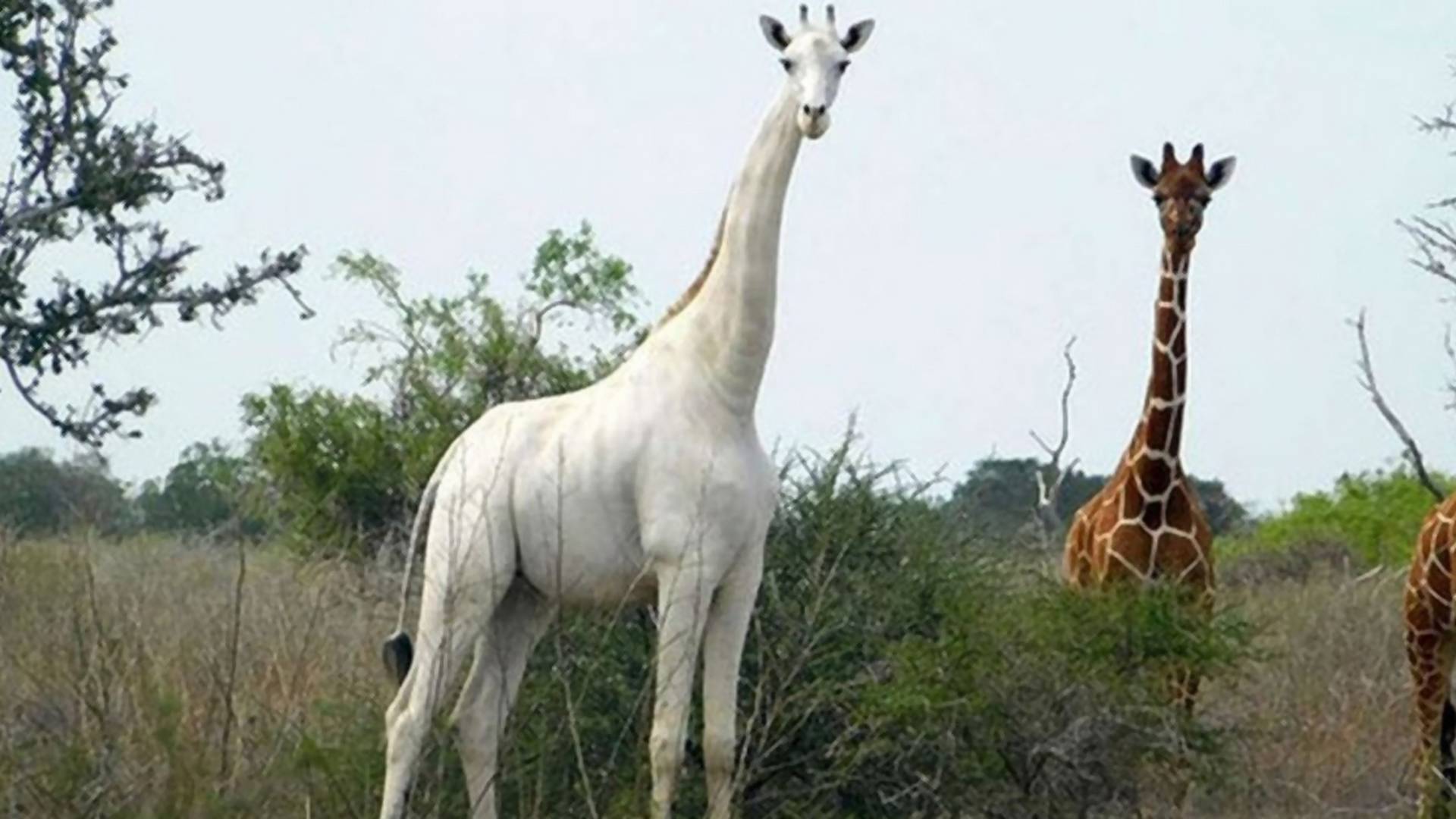 Posledný svojho druhu: Bieleho žirafieho samca sledujú, aby ho ochránili pred pytliakmi