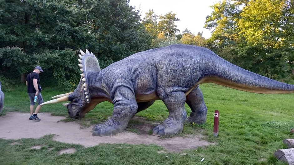 Triceratops